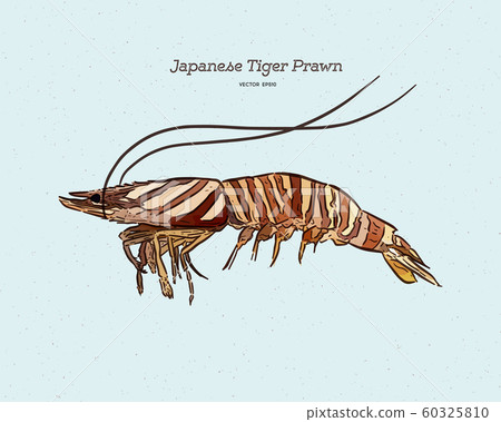 Japanese tiger prawn, hand draw sketch vector. Japanese tiger prawn, hand draw sketch vector. 60325810