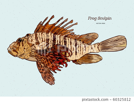 Steller's sculpin (Myoxocephalus stelleri), also 60325812