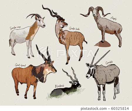 vector set of antelopes, hand drawn sketch of 60325814