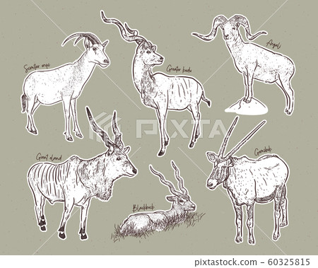 vector set of antelopes, hand drawn sketch of 60325815