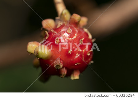 Binankazura Binankazura 60326284