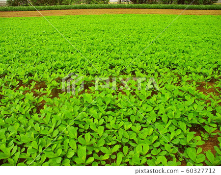 夏田風光長滿綠葉 60327712