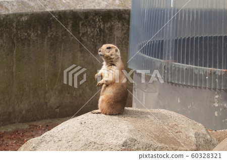 Prairie dog 60328321