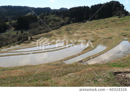 Spring Oyama Senmaida 3 Stock Photo