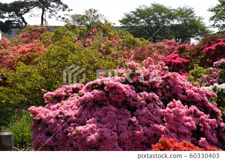 Azalea's Oka park Azalea's Oka park 60330403