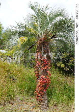 Cycad, ivy tree, November, autumn leaves 60331966