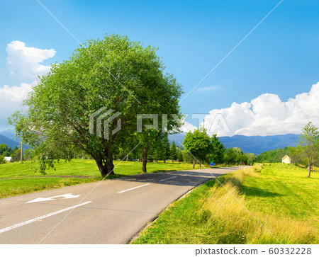 Tree near the road Tree near the road 60332228