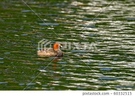 Crested Grebe relaxing at the water surface 60332515