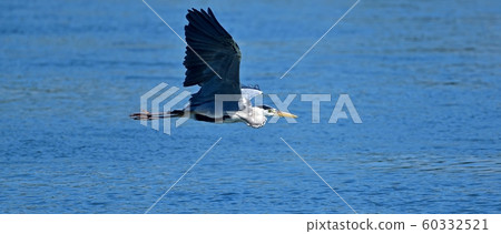 Gray heron flies refreshingly on the blue sky 60332521