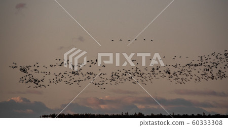 Large group of cranes flying over the horizon Large group of cranes flying over the horizon 60333308
