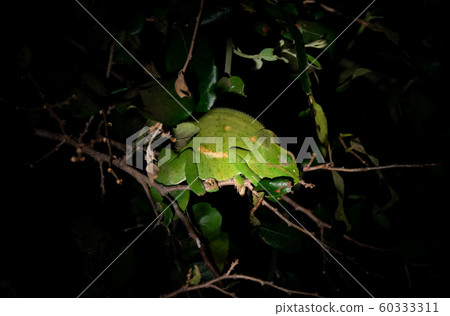 Chameleon at night over branch in Safari Chameleon at night over branch in Safari 60333311