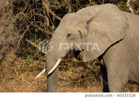 Profile view of elephant head with tusk 60333326