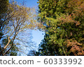 秋天的樹 60333992