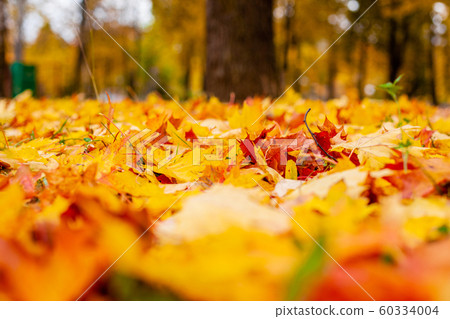 Yellow autumn leaves on the ground. Red and orange autumn leaves background. 60334004