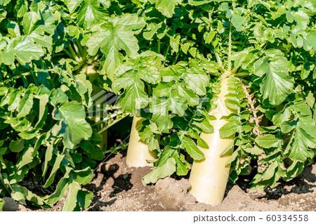 Radish field Radish field 60334558