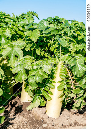 Radish field Radish field 60334559