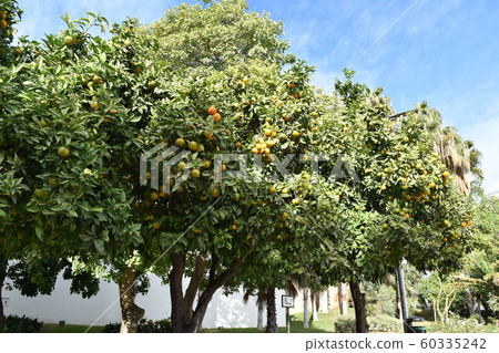 White houses in Malaga White houses in Malaga 60335242