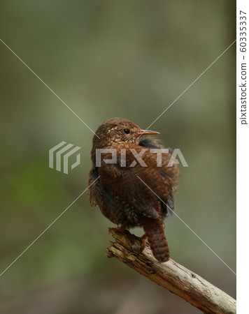 Relaxing wren 60335337