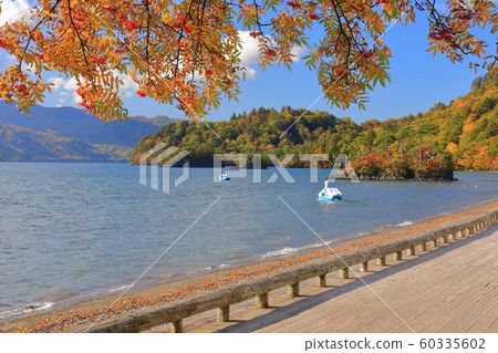 [Aomori Prefecture] Colored leaves of Lake Towada and Daikoku Shrine / Ebisu Shrine 60335602