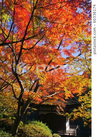 和歌山縣和歌山市西之丸花園秋天的和歌山城公園風景 和歌山縣和歌山市西之丸花園秋天的和歌山城公園風景 60336174