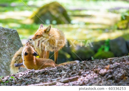 [Asahikawa, Hokkaido] Parent and child of the red fox 60336253
