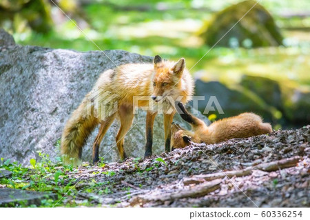 [Asahikawa, Hokkaido] Parent and child of the red fox 60336254