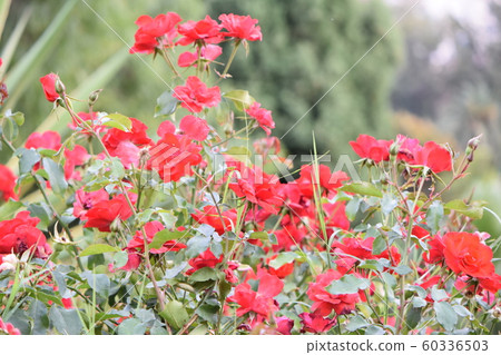 White houses in Malaga White houses in Malaga 60336503