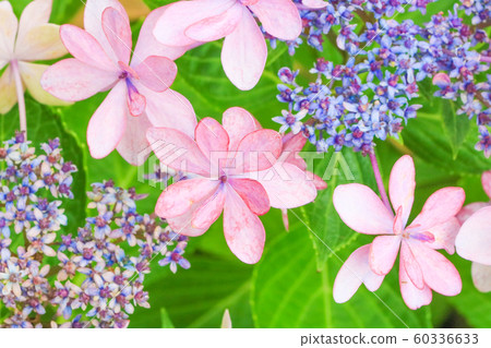 Hydrangea 60336633