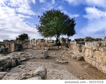 Ancient ruins and tree in Adulam Park Ancient ruins and tree in Adulam Park 60337018