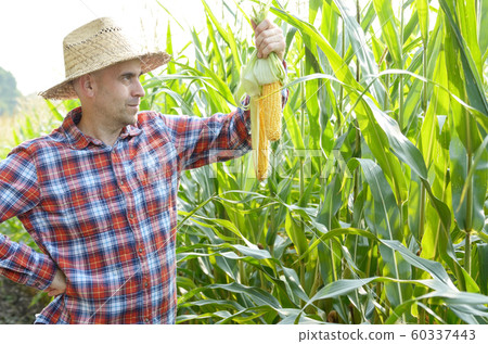 Middle age caucasian Farmer hold fresh organic Middle age caucasian Farmer hold fresh organic 60337443