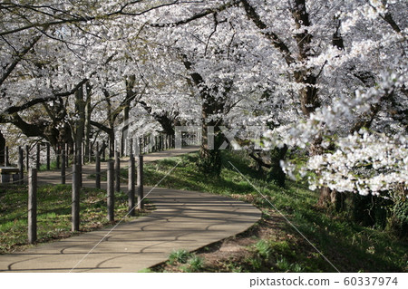 Cherry blossom tree and cherry blossom Cherry blossom tree and cherry blossom 60337974