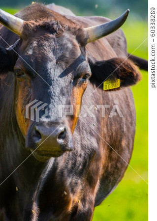 放牧北海道的牛 60338289