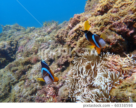 Anemone couple 60338598
