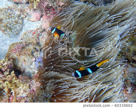 Anemone couple Anemone couple 60338602