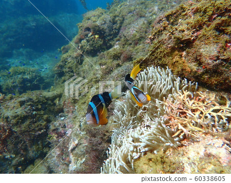 Anemone couple Anemone couple 60338605