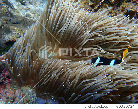 Anemone fish living in sea anemones 60339724