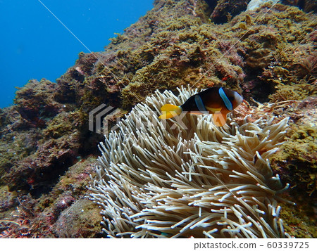 Anemone fish living in sea anemones Anemone fish living in sea anemones 60339725