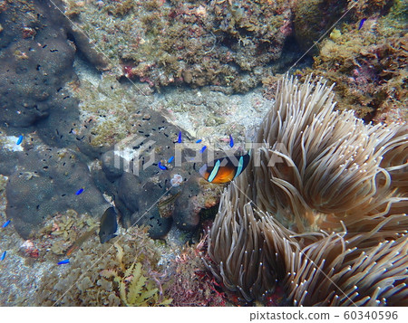 Sea anemone and anemone fish Sea anemone and anemone fish 60340596