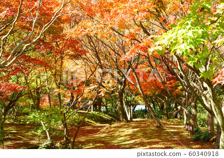 Walkway through the sunbeams under the autumn leaves 60340918