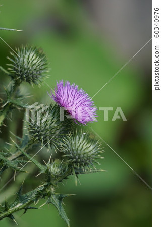 Nozusa：花的語言是“不能聽話的愛” 60340976