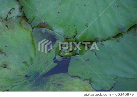 Gyudon green bullfrog 60340979