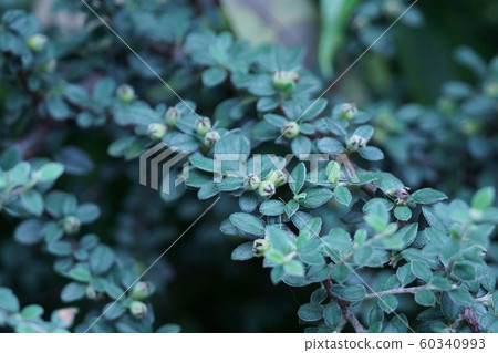 Red sandalwood Benichitan aka Cotoneaster 60340993