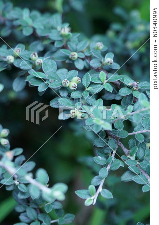 Red sandalwood Benichitan aka Cotoneaster 60340995