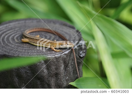 Japanese love snakes It seems that kanake is often written as a gold snake 60341003