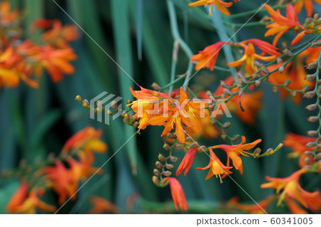 Himeki Ougi水仙Himehi Ougizuisen花的語言是“快樂的” Himeki Ougi水仙Himehi Ougizuisen花的語言是“快樂的” 60341005