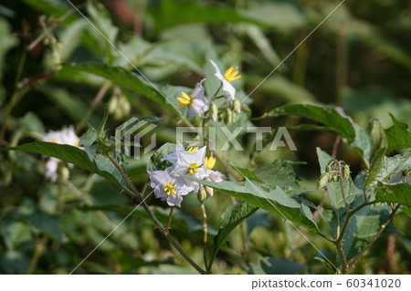 邪惡的獅子warunasubi花語是 惡作劇 照片素材 圖片 圖庫