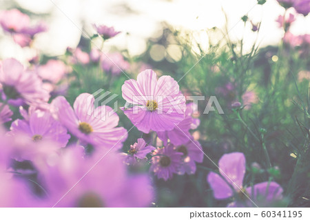 Beautiful pink cosmos flower blooming in the garden with morning light. Beautiful pink cosmos flower blooming in the garden with morning light. 60341195