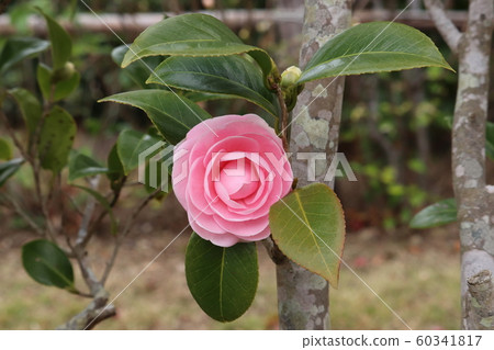 山茶花 60341817