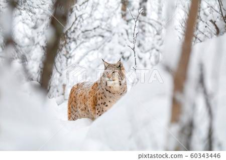 Large lynx cat walks in the cold and magnificent winter forest 60343446