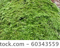 生長在樹上的苔蘚 60343559